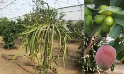 Karadeniz’de Tropikal Devrim: Ordu’da Bilimle Akdeniz İklimi Seralara Taşındı