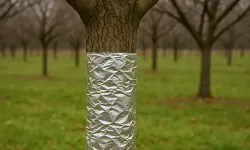 Kışın Meyve Ağaçlarını Güçlendiren Sır: Alüminyum Folyoyla Etkili Koruma Yöntemi