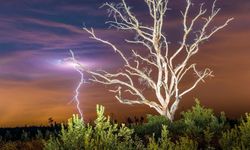 Ev Huzurunu Tehdit Eden Ağaçlar: Uzmanlar Uyardı, Bu Türleri Evin Yakınına Dikmeyin