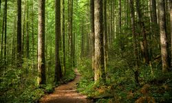 Doğanın Kalbi Koruma Altında: Kasnak Meşesi Ormanına İzinsiz Girişin Bedeli 557 Bin TL