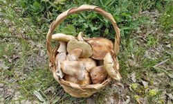Kuraklık Mantar Avını Bitirdi: Istranca’da Mantar Artık Gramla Satılıyor