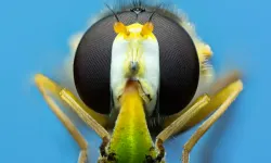 Tarımın Gizli Kahramanları: Eğitilebilir Sinek Arıları Umut Vadediyor