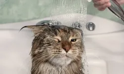 Kedinizin Banyosunu Zorlamayın: Veterinerlerden Kritik Uyarı