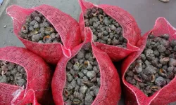 Karadeniz Ekosistemi Alarm Veriyor: Yabancı Türlerin Yayılışı Kritik Seviyeye Ulaştı