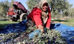 Muhtarlık Koltuğundan Üretim Hattına: Bir Mahallenin Kaderi Zeytinyağıyla Değişti