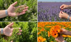 Bilim Tarlasında Yeni Dönem: Kırşehir’de 65 Tıbbi Bitki Aynı Sahada Üretildi