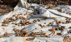 Torosların Sessiz Mirası: Gizemli Hayırseverin Aşıladığı Meyveler Bölgeye Kazanç Sağlıyor