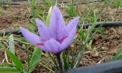 Malatya’da Safran Üretimi Hızla Yayılıyor: Yerli Ürün Yoğun İlgi Görüyor