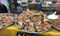 Madra Dağı’nda Mantar Bereketi: Köylünün Geliri Arttı, Pazarlar Şenlendi