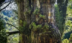 Binlerce Yılı Aşan Sessiz Tanık: Patagonya'nın Ölümsüz Ağacı Ortaya Çıktı