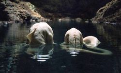 Derinliklerde Yeni Türler Ortaya Çıktı