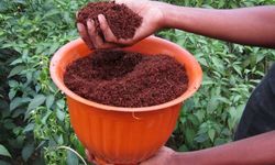 Evde Hazırlanan Doğal Karışım Bitkilerde Güçlü Etki Gösteriyor