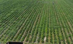 Dört Mevsim Ürün Veren Dayanıklı Sebze Üreticide Yeni Kazanç Kapısı Açıyor