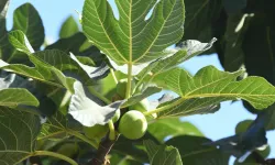 Doğanın Şifalı Yaprağı: İncir Yaprağının Sağlık Etkileri Gündemde