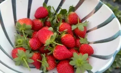 Kış Ortasında Yaz Lezzeti: Anamur’da Çilek Tarlaları Üreticinin Umudu Oldu