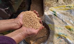 Güçlü Stok, Dengeli Piyasa: TMO’dan Yeni Hasada Kadar Güvence Mesajı