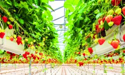 Tarımda Yeni Dönem: Organize Tarım Bölgeleri Üretimi ve İstihdamı Büyütüyor