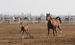 Anadolu’nun Safkan Gururu: Geleceğin Şampiyon Tayları Satışa Hazırlanıyor