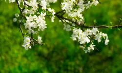 Baharın Habercisi Cemreler 2026’da Ne Zaman Düşecek? İşte Tarihler, Sırası ve Anlamı