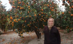 Rekor Hasat Çiftçiyi Sevindirmedi: Hatay’da Mandalina Dalında Çürüdü