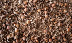 Atık Kabuktan Stratejik Ürüne: Fındık Kabuğu Aktif Karbonla Ekonomiye Kazandırıldı