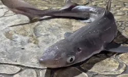 Karadeniz Kıyılarında Alışılmadık Misafir: Camgöz Köpekbalıkları Kıyıya İndi