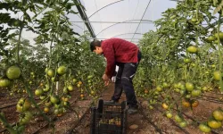 Devlet Desteğiyle Kurulan Seralar Meyvesini Verdi: Genç Çiftçiler Hasada Başladı