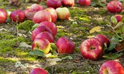 Bahçede Sessiz Tehlike: Yerde Kalan Çürük Meyveler Neleri Tetikliyor?