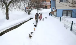 Karın Ortasında Merhamet: Köy İmamının Çağrısına Kediler Sırayla Geldi