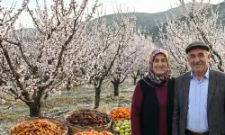 Kayısıda Don Korkusu Azalıyor: Devlet Desteği Artırıldı, Sigorta Kapsamı Genişletildi
