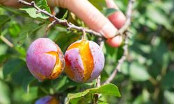 TARSİM’de Kapsam Genişledi: 2026’da Çiftçinin Riski Azalıyor