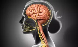 Stresin, Çarpıntının ve Uykusuzluğun Gizli Nedeni: Vücudu Yöneten Mösyö Vagus Konuşuyor