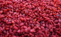 Demir Eksikliğine Doğal Destek: Kurt Üzümü Yeniden Gündemde