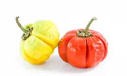 Doğal Gençlik Kaynağı Ortaya Çıktı: Çiğ Tüketilen Bu Biber Kolajen Üretimini Destekliyor