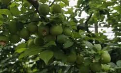 Altın Değerindeki Erikte Sert Düşüş: Silifke’de Hasat Fiyatları 200 TL’ye Çekti