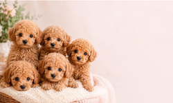 Toy Poodle Yavru İlanları