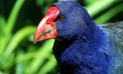 5 Milyon Dolarlık Koruma Projesi Felakete Döndü: 30 Takahe’den Sadece 1’i Hayatta Kaldı