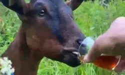Rize'de Gülümseten Anlar! Bardaktan Çay İçen Keçi Sosyal Medyanın İlgi Odağı Oldu