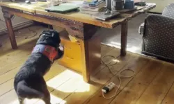 Ezel Akay Operasyonunda Yeni Gelişme! Adli Kontrol Kararı Verildi, Kardeşi Tutuklandı