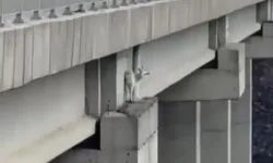 15 Metrelik Viyadükte Mahsur Kalan Keçi Ekiplerce Kurtarıldı