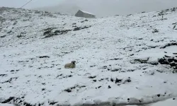 Kaçkarlar Eylül ayında beyaza büründü! Sonbaharın ilk karı yaylalara sürpriz oldu