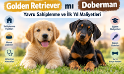 Golden Retriever mı Doberman mı? Yavru Sahiplenme ve İlk Yıl Maliyetleri
