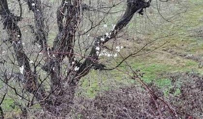 Kulp’ta badem ağaçları vaktinden önce çiçek açtı
