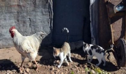 Horoz ile kedilerin dostluğundan insanlığa ders