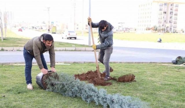 Diyarbakır’da ağaçlandırma çalışması