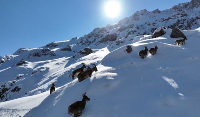 Bayburt’ta karlı arazide dağ keçileri görüntülendi