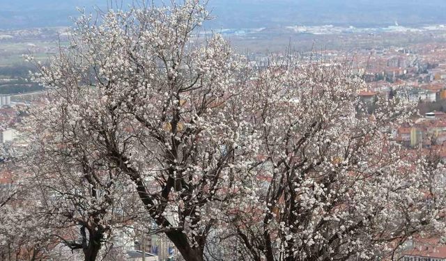 Kütahya’da badem ağaçlarının çiçek açması güzel görüntüler oluşturdu