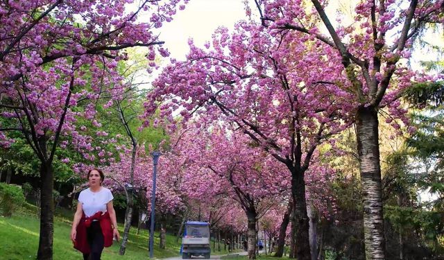 Baharın müjdeleyicisi sakura ağaçlarının renkli çiçekleri görsel şölen sunuyor