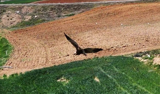 Kırıkkale’de ortaya çıktı, "dron" ile görüntülendi: Kızıl tuygun çiftçilerin dostu oldu