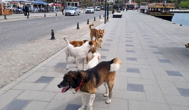 Sinop’ta başıboş köpekler vatandaşları tedirgin ediyor